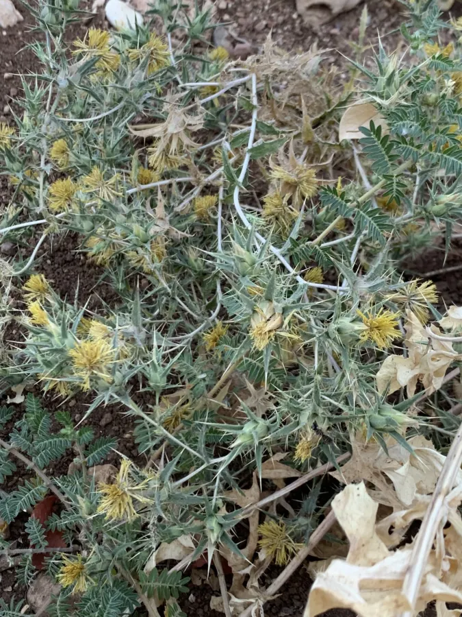 Carthamus lanatus