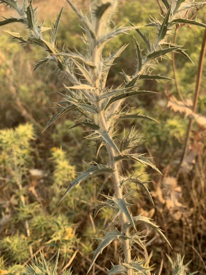 Carthamus lanatus