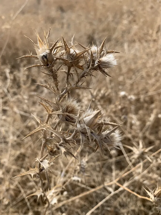 Carthamus lanatus