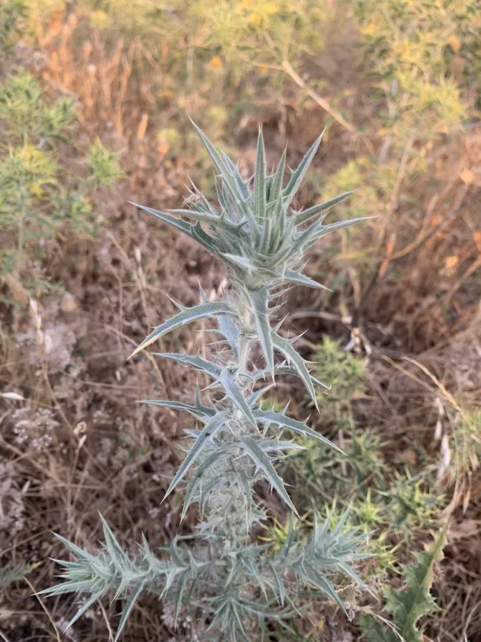 Carthamus lanatus