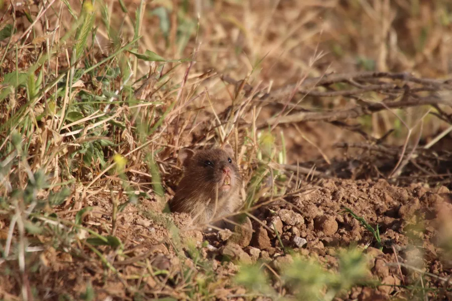 Short-tailed Nesokia