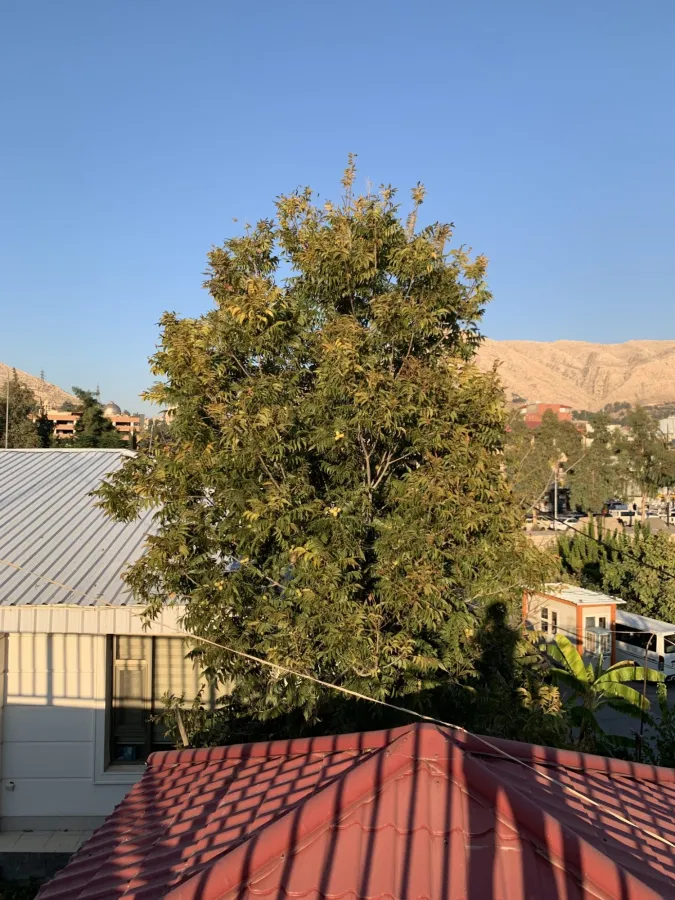Carya illinoinensis