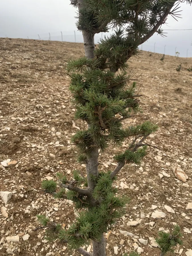 Cedrus libani