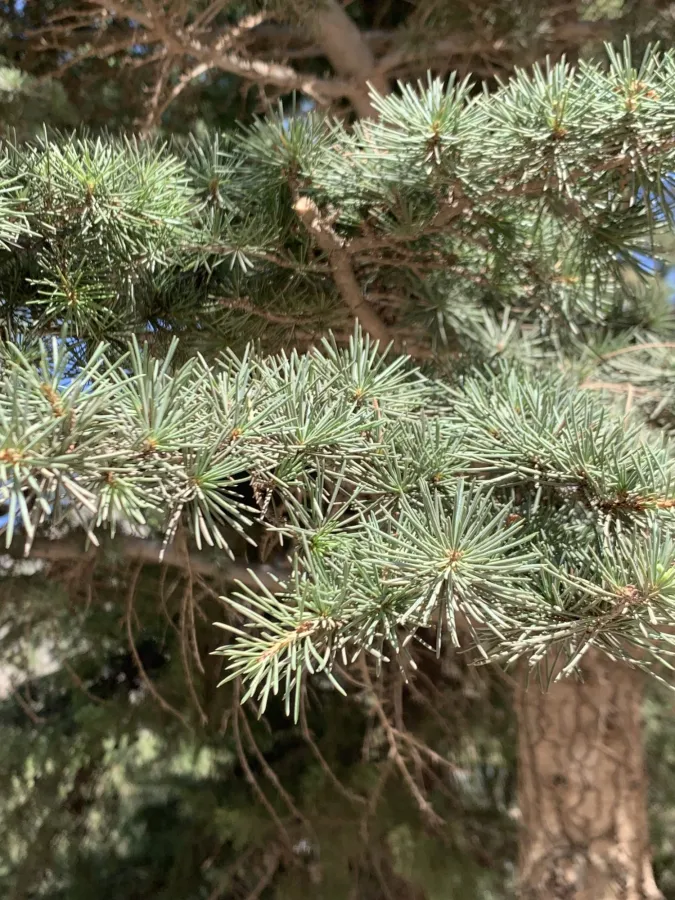 Cedrus libani