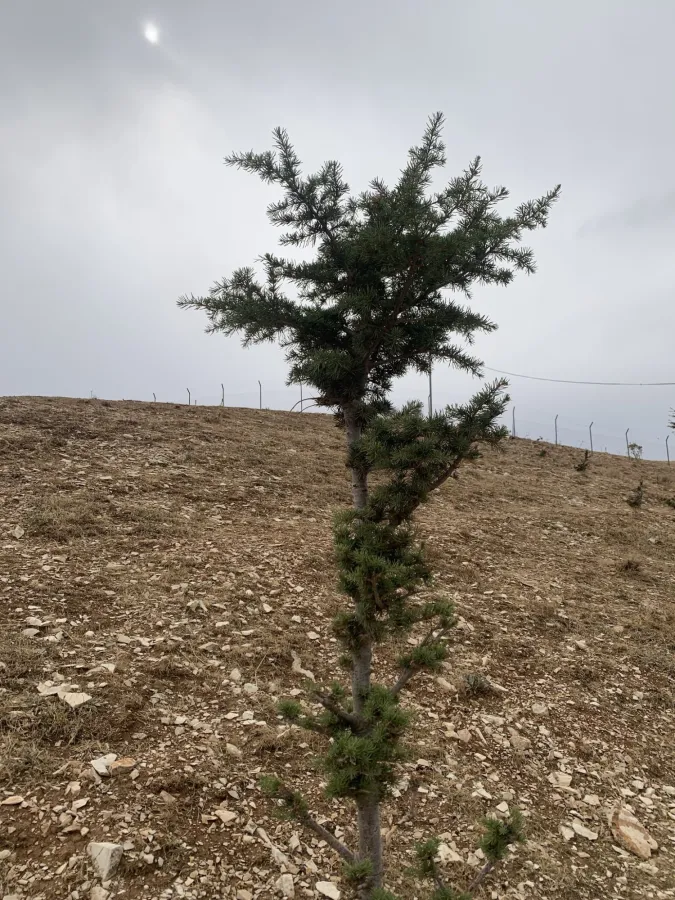 Cedrus libani