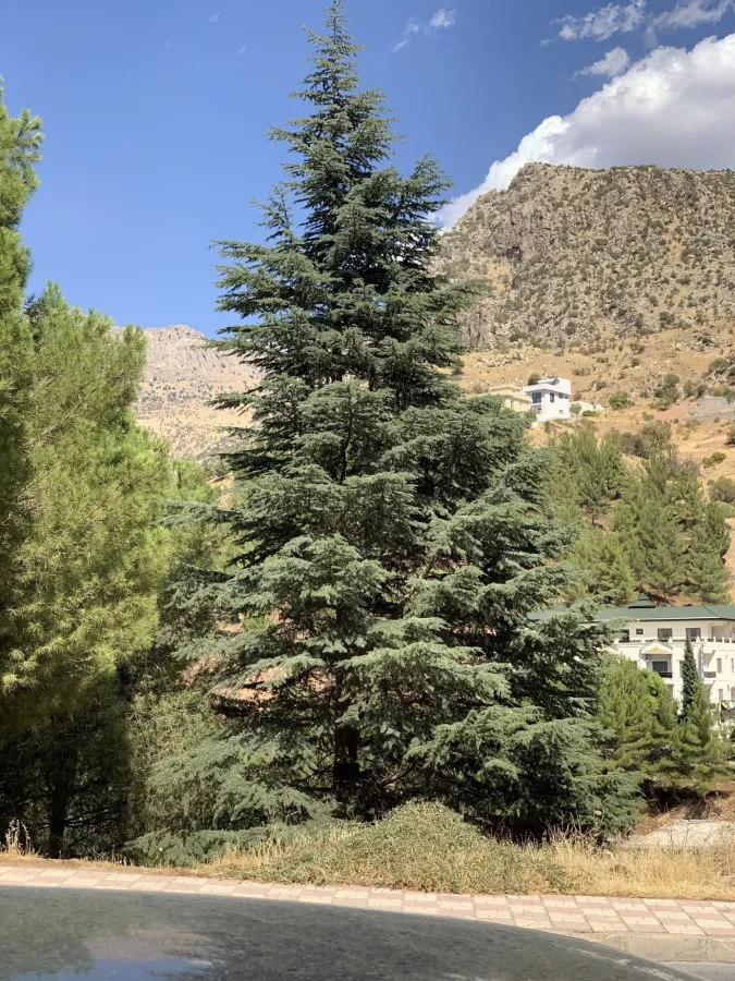 Cedrus libani
