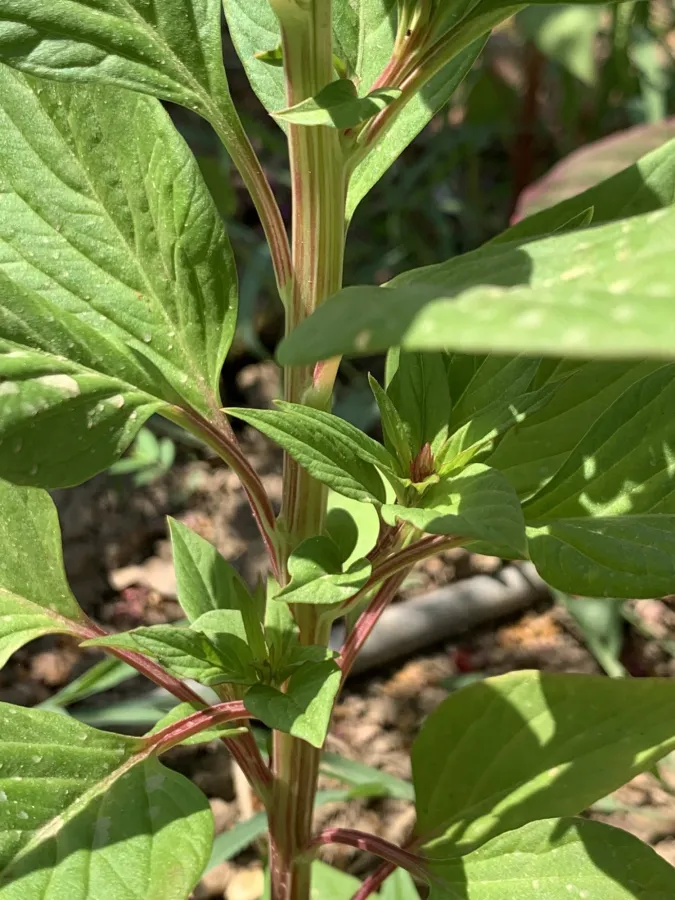 Celosia argentea