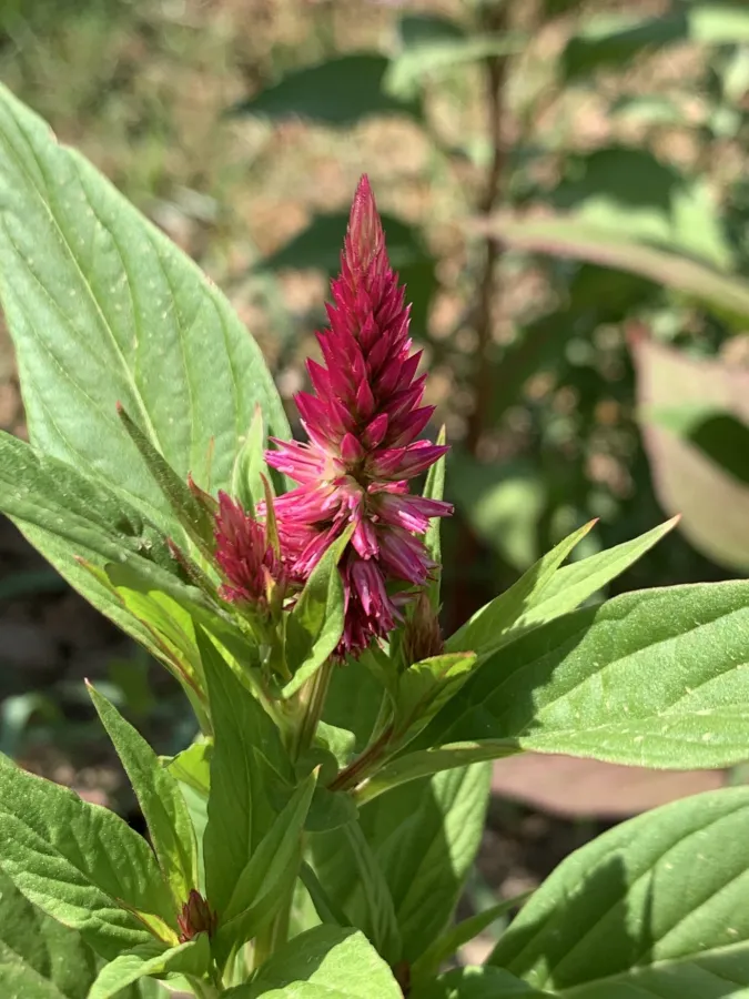 Celosia argentea