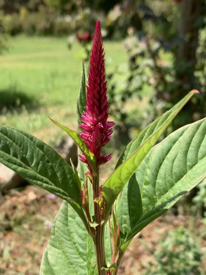 Celosia argentea