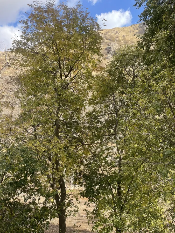 تایڵە، تاوگ، تاورگ، تایڵن، تەیلە، تاووت، تاوی، تاورک، تەیلێ، تاوی، تۆک، تاخلڤێنگ