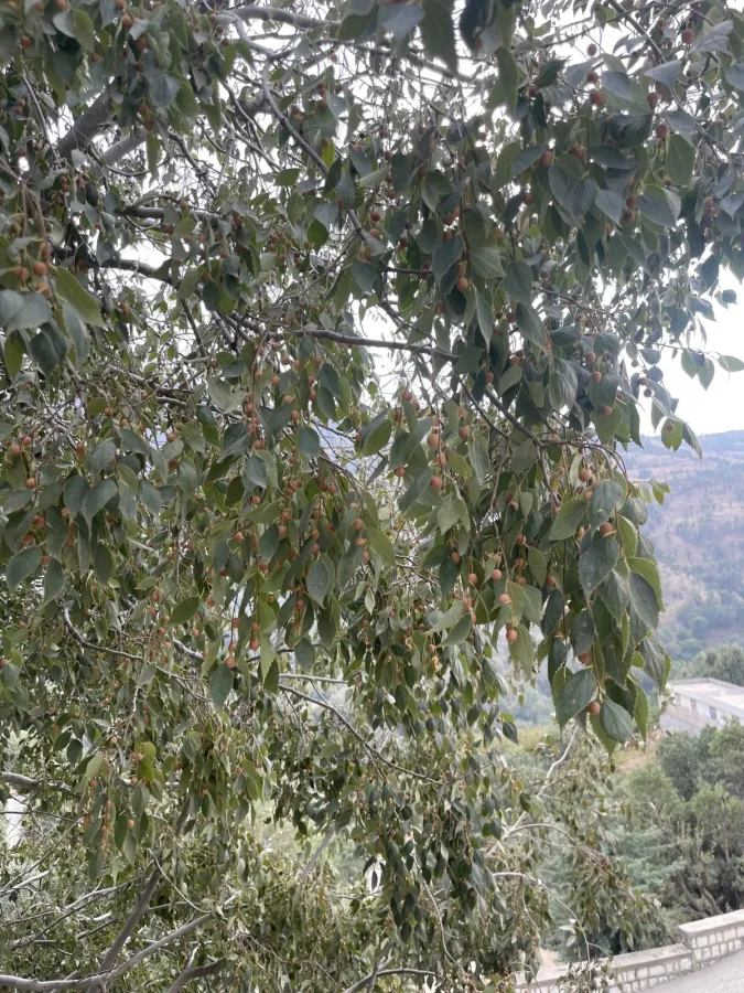 تایڵە گورجستانی