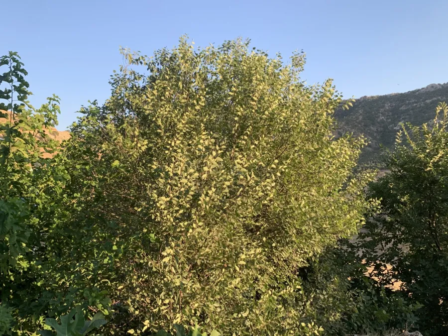 تایڵە گورجستانی