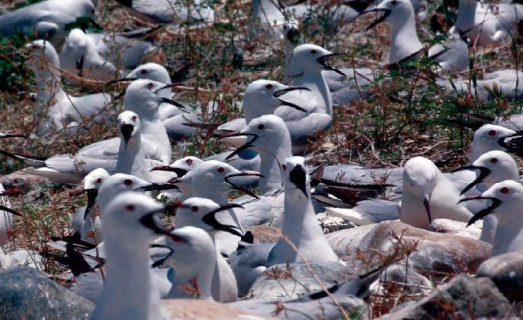 Key Biodiversity Areas: Rapid assessment of birds in Kurdistan, northern Iraq