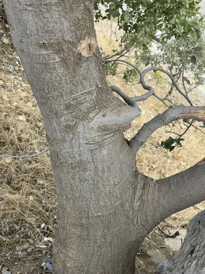 تایڵە گورجستانی