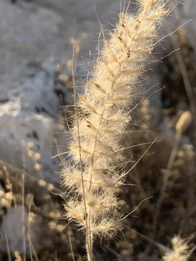 Cenchrus orientalis