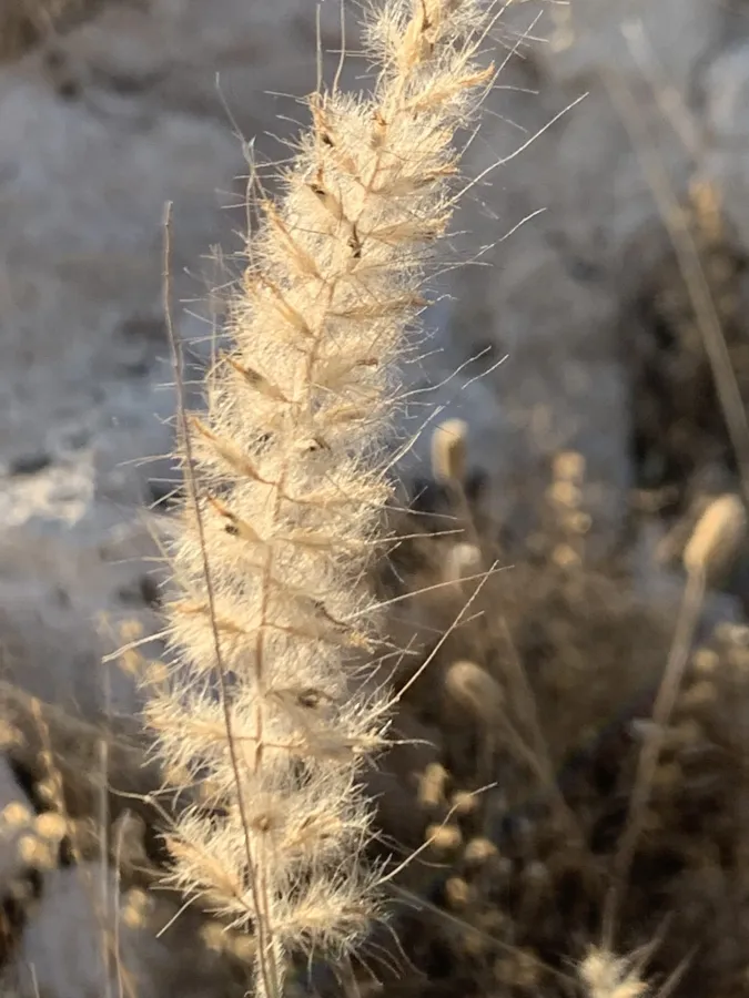 Cenchrus orientalis