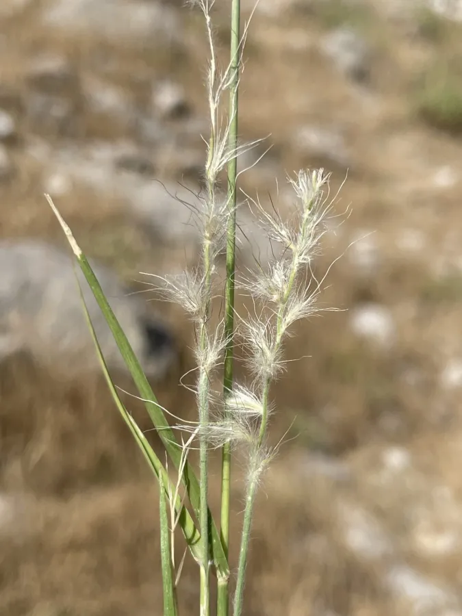 Cenchrus orientalis