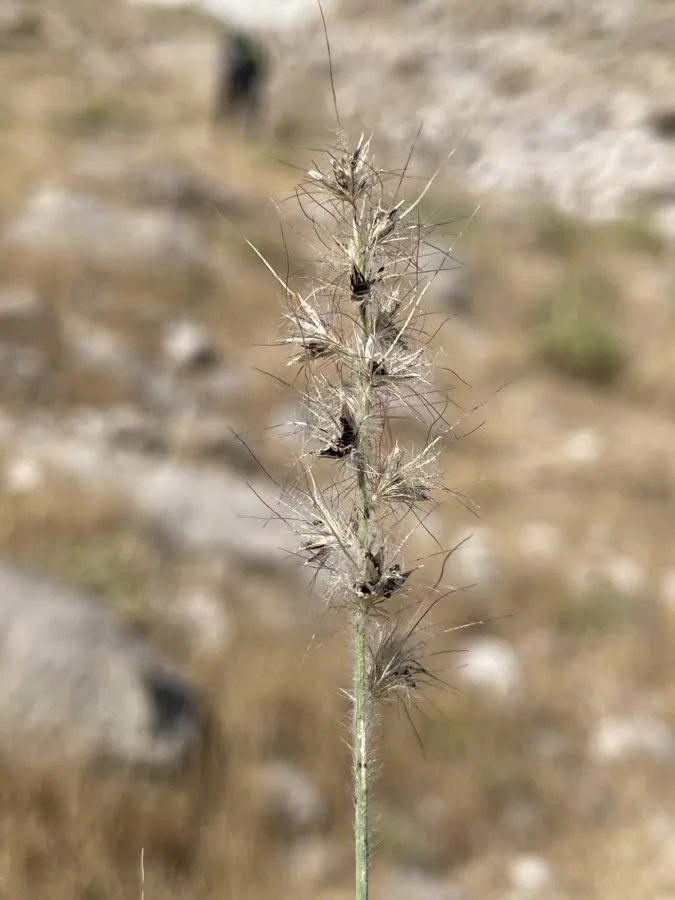 Cenchrus orientalis