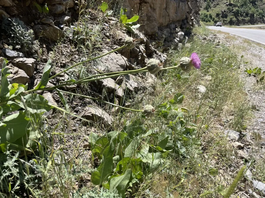 تالگه هه مه دانی