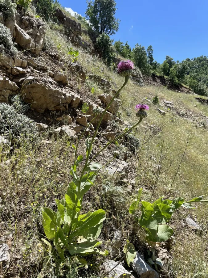 تالگه هه مه دانی