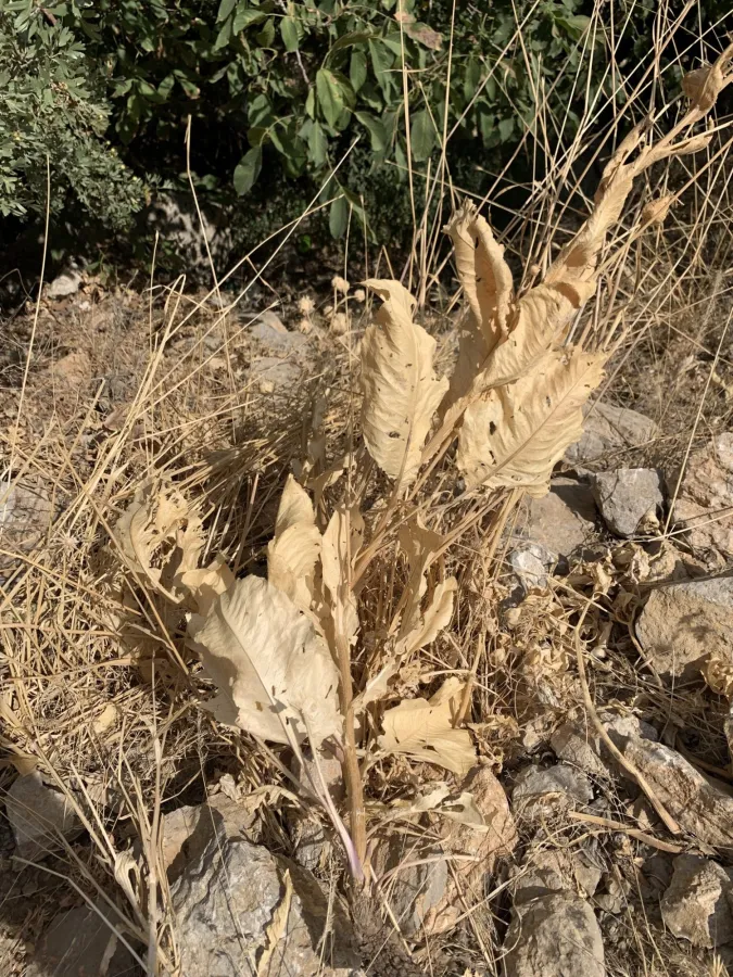 تالگه هه مه دانی
