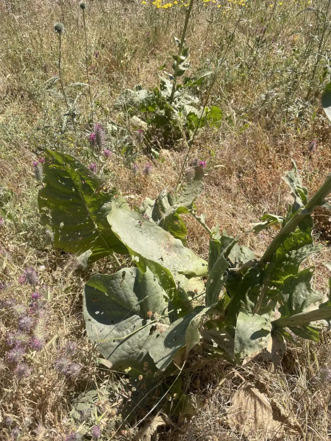 تالگه هه مه دانی