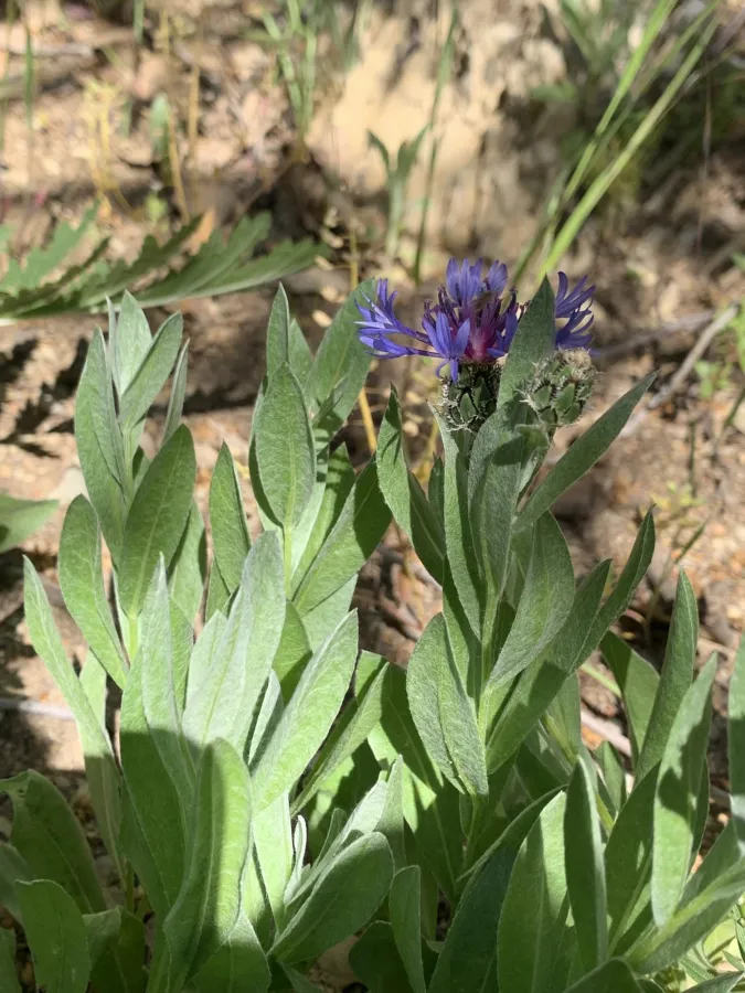 Centaurea axillaris