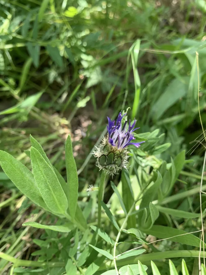 Centaurea axillaris