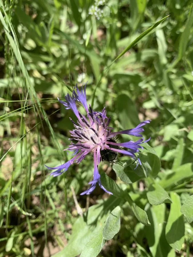 Centaurea axillaris