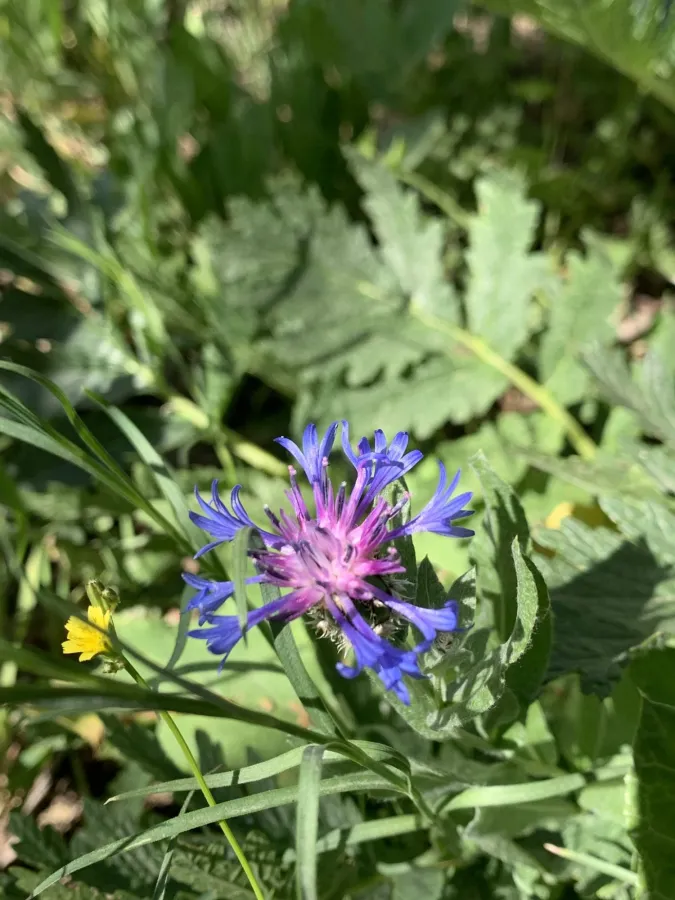 Centaurea axillaris