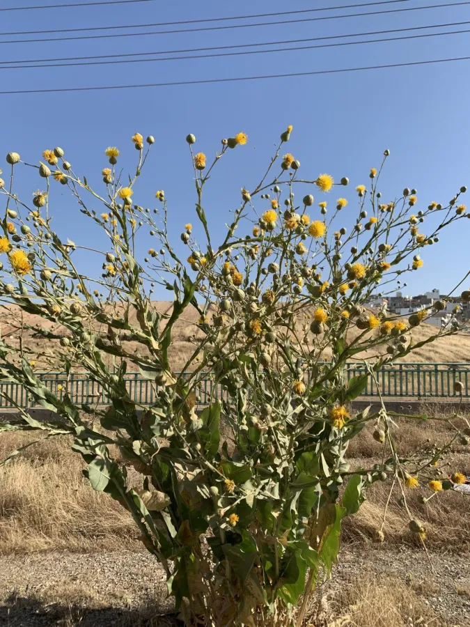 تاڵگ