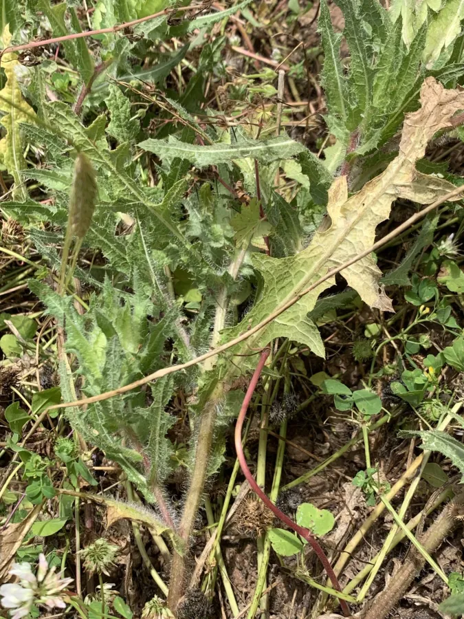 گیای پیرۆز
