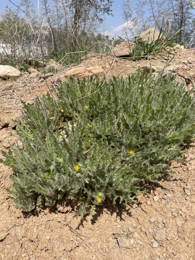 گیای پیرۆز