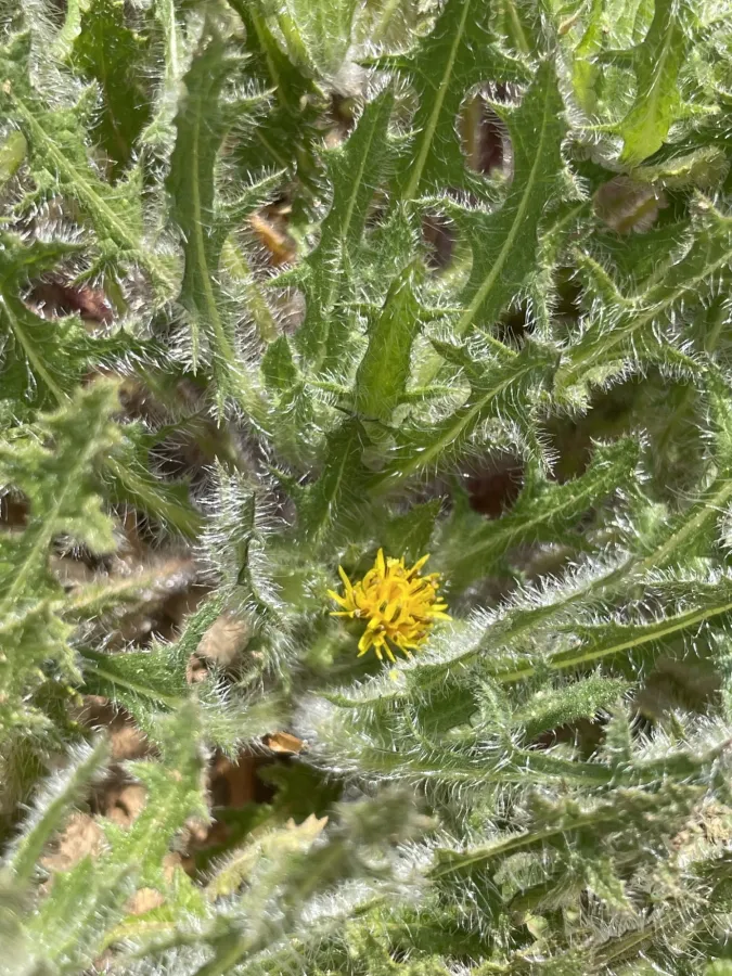 گیای پیرۆز