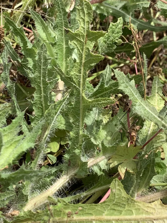 گیای پیرۆز