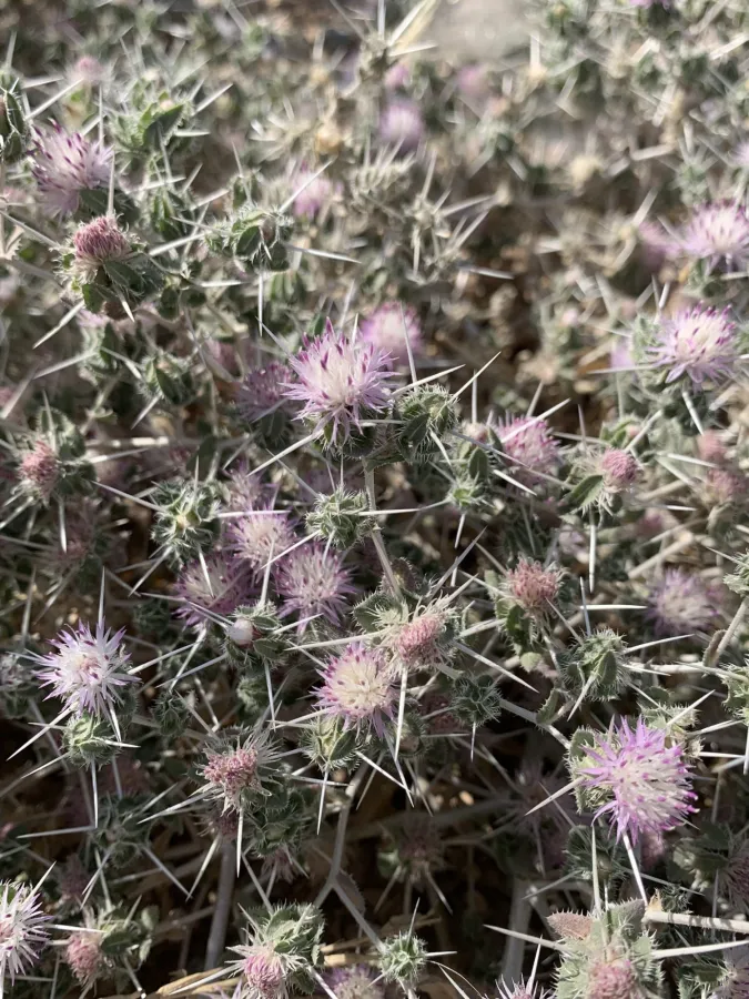 Centaurea bruguierana