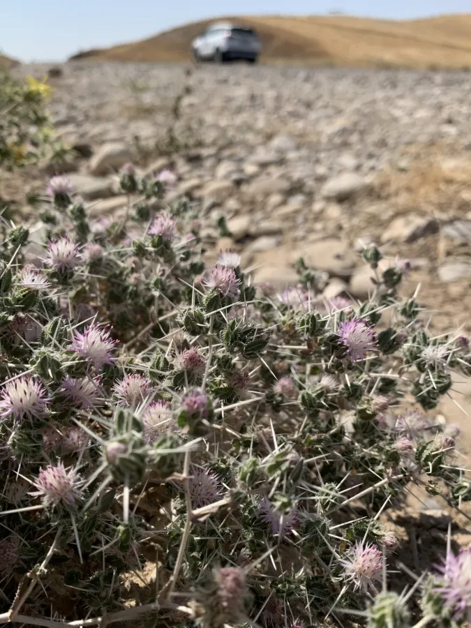 Centaurea bruguierana