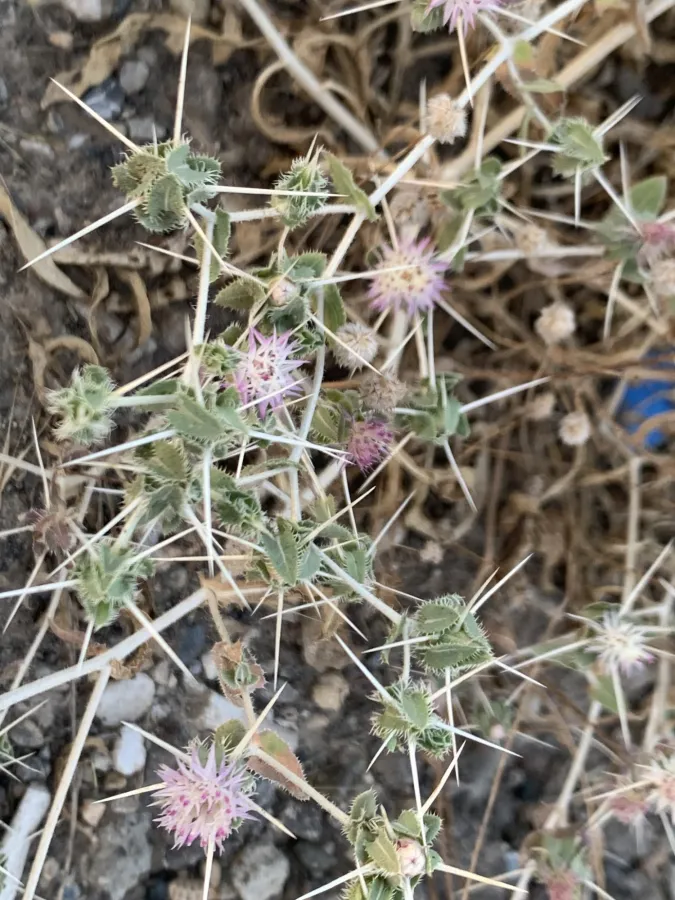 Centaurea bruguierana