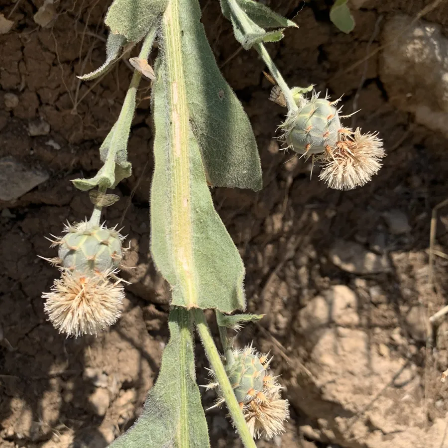 Centaurea gigantea