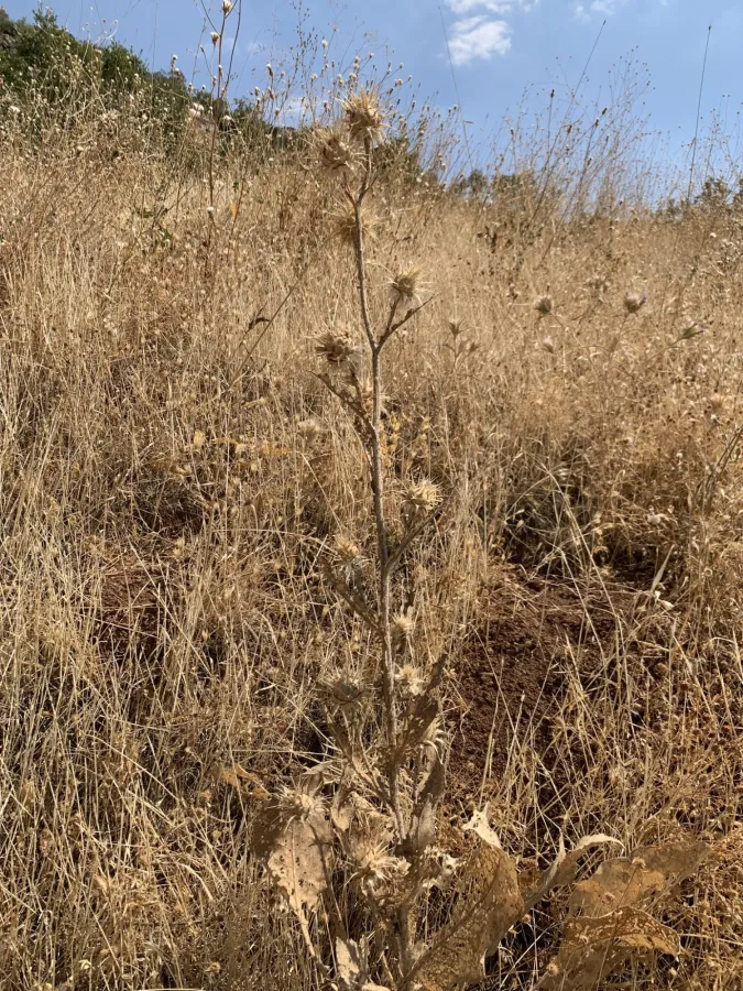 Centaurea gigantea