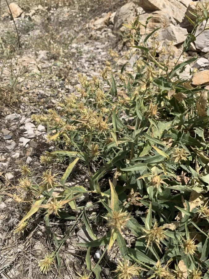 Centaurea gudrunensis