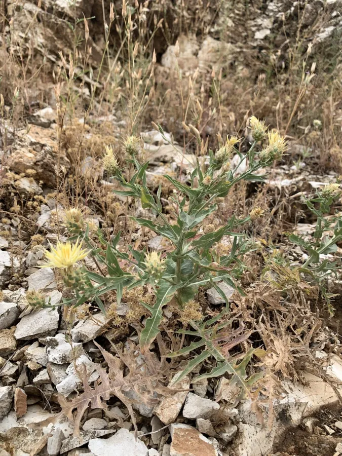 Centaurea gudrunensis