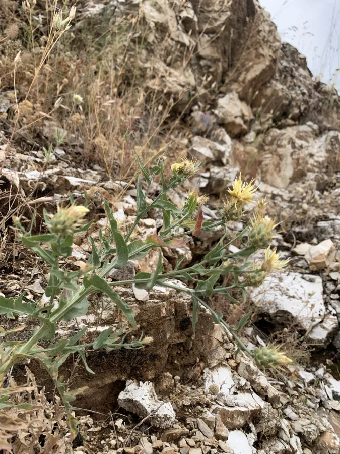 Centaurea gudrunensis