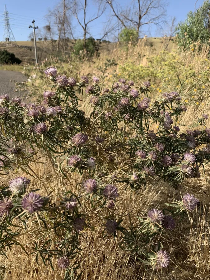 Centaurea iberica