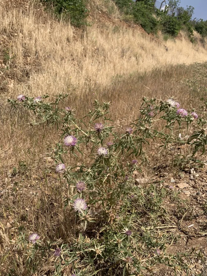 Centaurea iberica