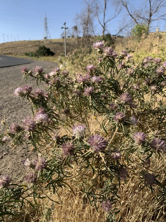 Centaurea iberica