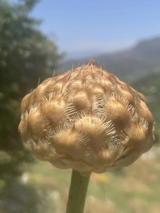 Centaurea imperialis