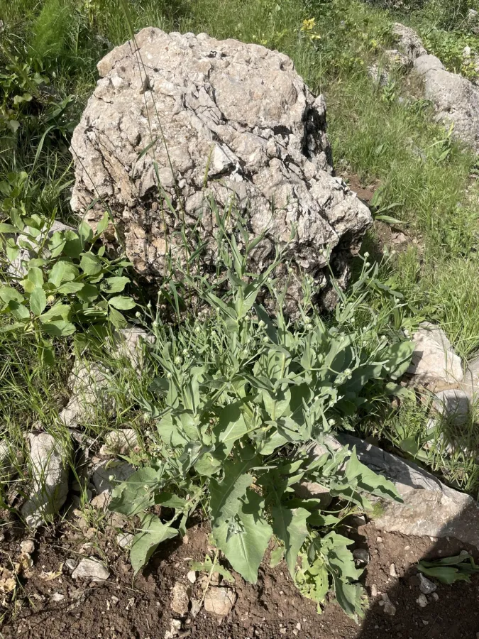 Centaurea koeieana