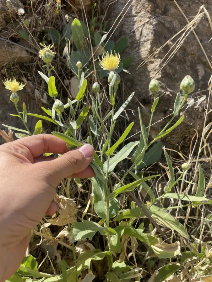Centaurea koeieana