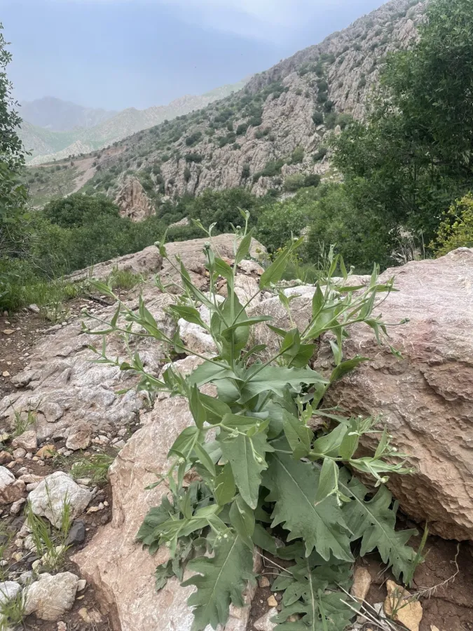 Centaurea koeieana